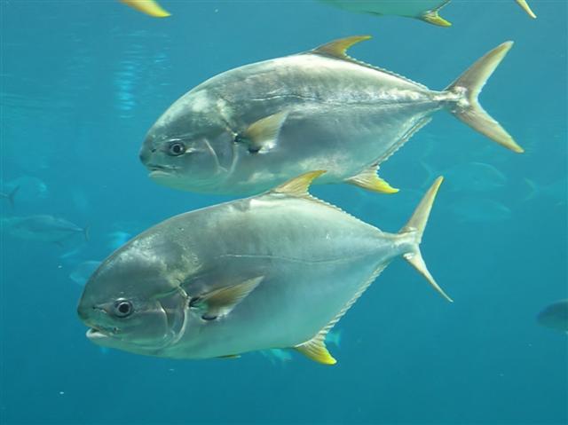 (Trachinotus Lacepède, 1802) Род ТРАХИНОТЫ, ПОМПАНО 20 видов